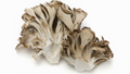 Maitake: Den dansende soppen