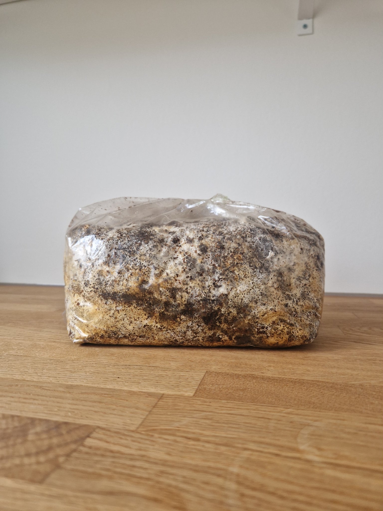 Nettkurs - Dyrk østerssopp på kaffegrut inkl. dyrkesett