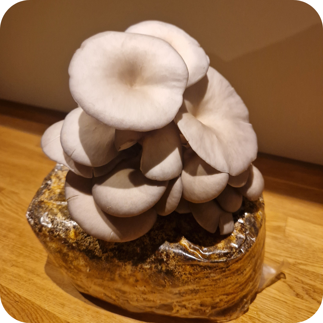 Nettkurs - Dyrk østerssopp på kaffegrut inkl. dyrkesett