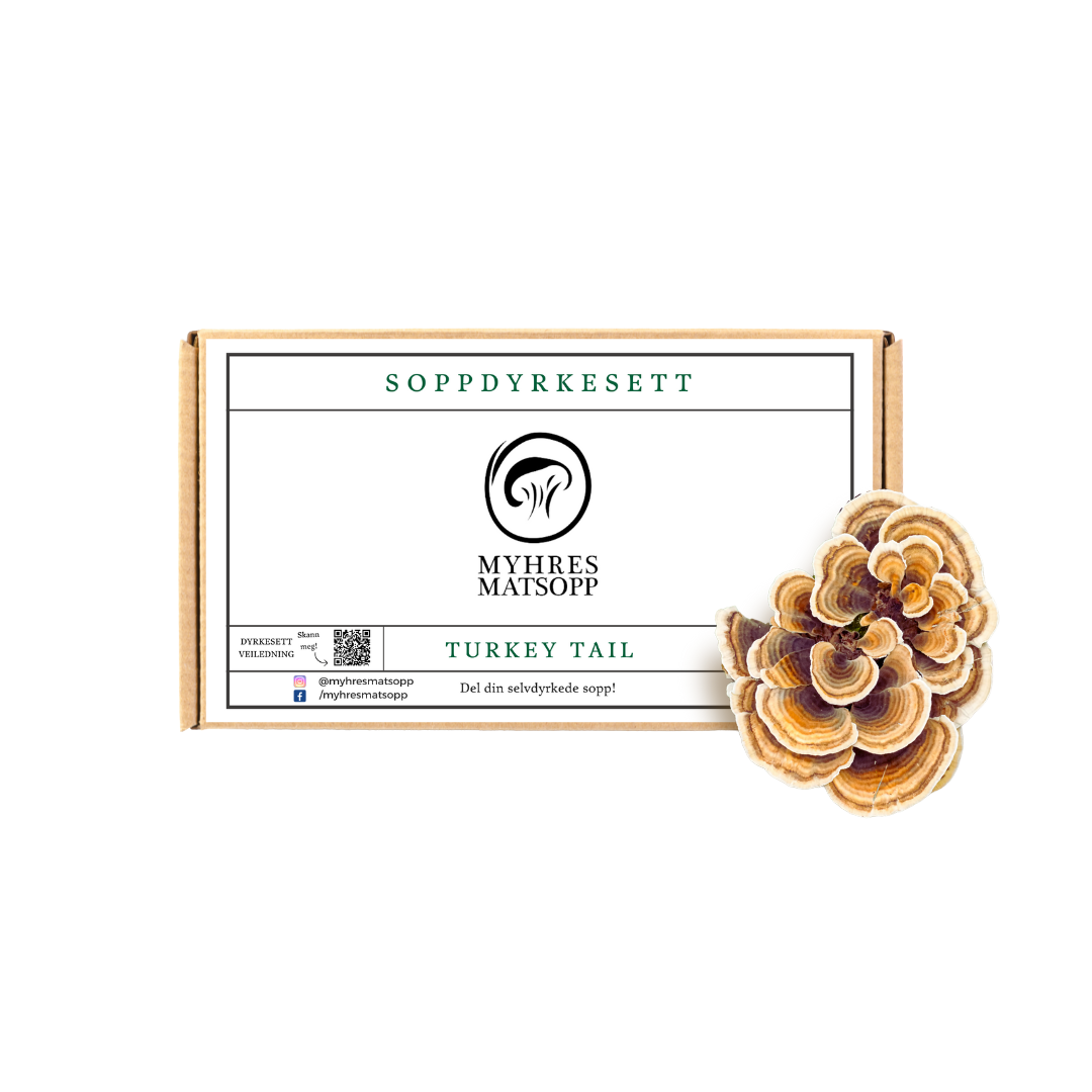 Myhres soppdyrkesett - Turkey tail / Silkekjuke, økologisk Økologisk Turkey tail Soppdyrkesett – Dyrk Silkekjuke hjemme!