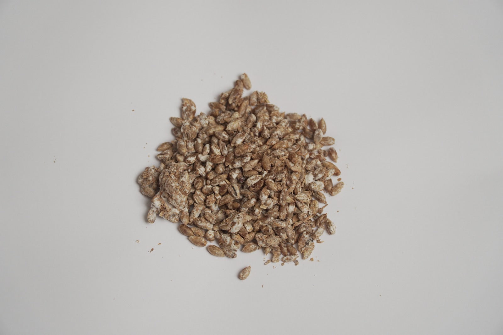 Nettkurs - Dyrk østerssopp på kaffegrut inkl. dyrkesett