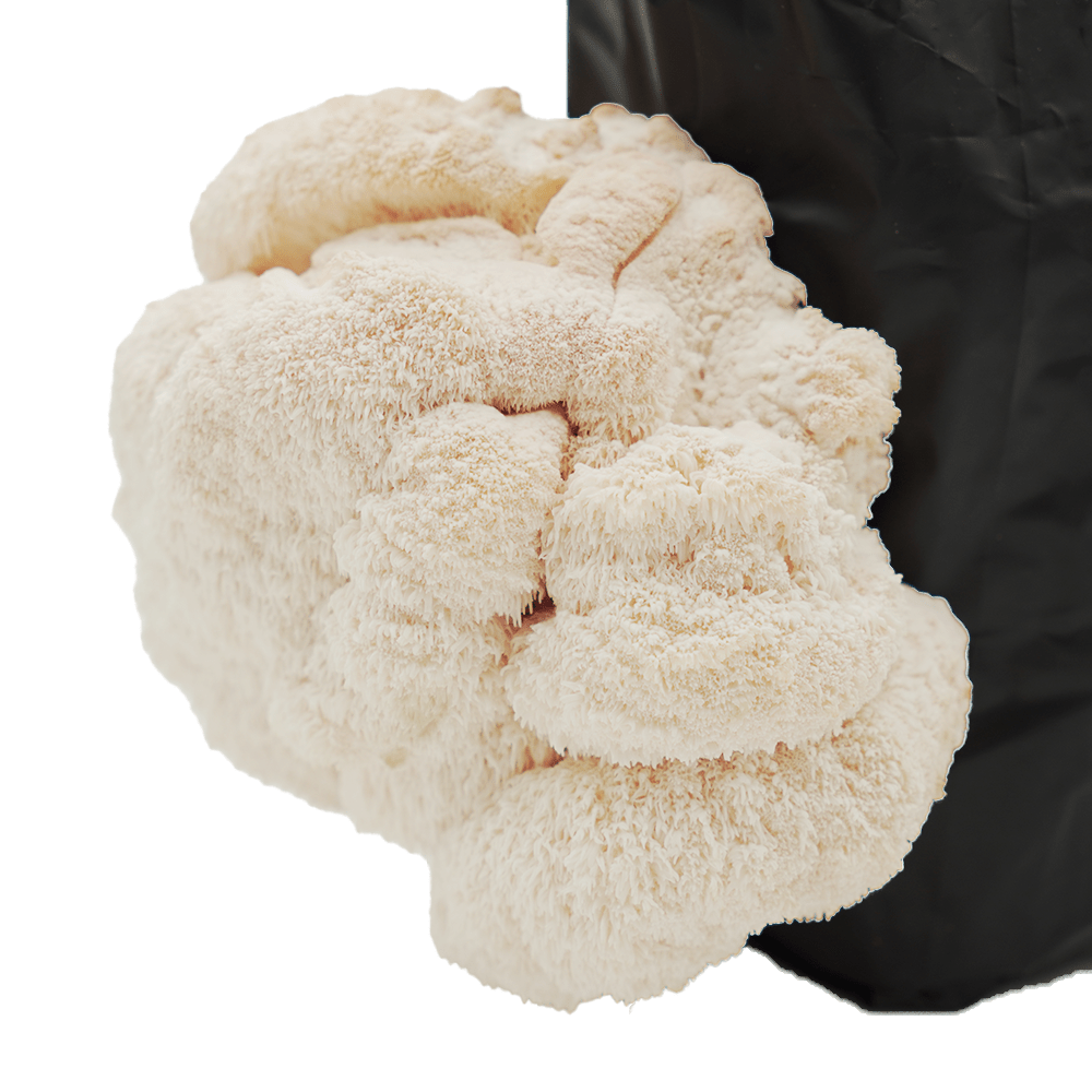 Myhres soppdyrkesett - Lion's mane - økologisk Lion's mane dyrkesett - øko