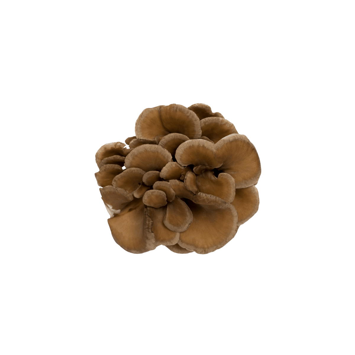 okologisk maitake grifola frondosa fersk